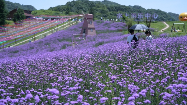紫色花海。豐都縣委宣傳部供圖