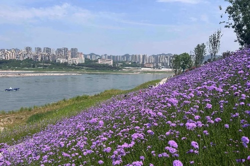 “綠階連江”生態畫廊。重慶設計集團有限公司市政設計研究院供圖。