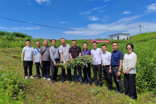艾草團隊在南川河圖鎮艾草種質資源鑒定與首期采收活動現場。重慶市藥物種植研究所供圖