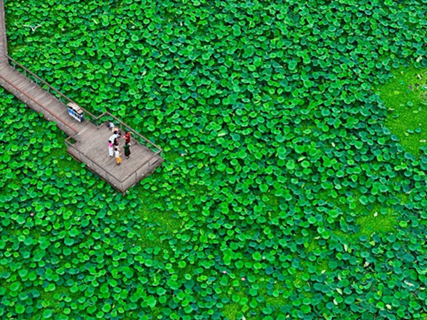 荷花綻放。郭旭攝
