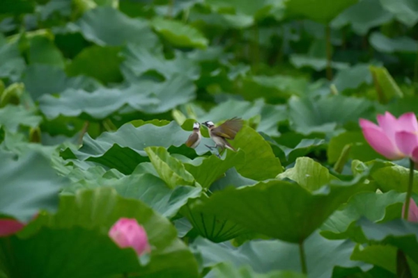 荷花綻放。郭旭攝