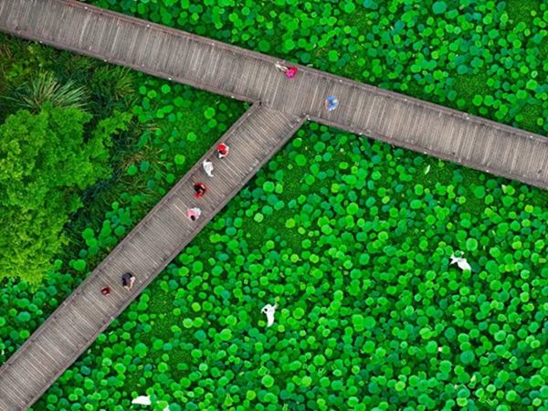 荷花綻放。郭旭攝