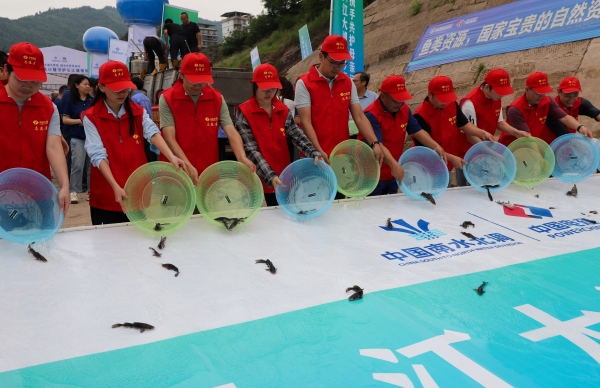 志愿者放生魚苗。譚啟云攝