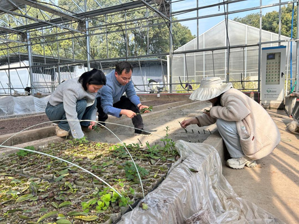 科研團隊開展“千年紅豆樹”扦插試驗。重慶市林業局供圖