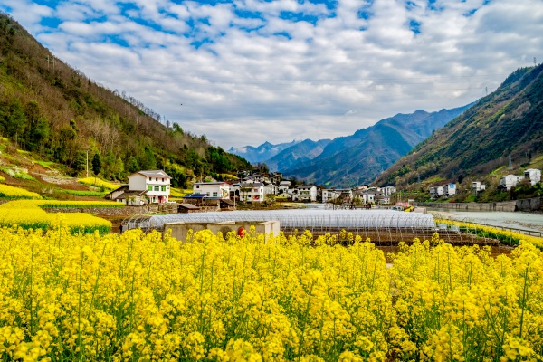 修齊鎮白果村鄉村美景。修齊鎮供圖