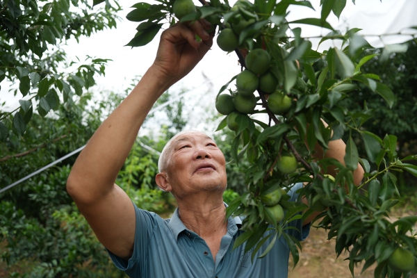 6曲尺鄉權發村果農在查看脆李生長情況。盧先慶攝