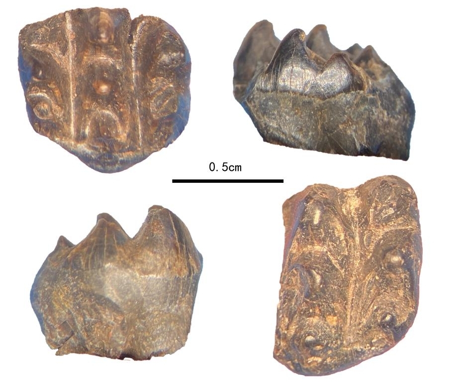 重慶云陽中侏羅統新田溝組三列齒獸上頰齒和下頰齒。重慶古生物研究院供圖