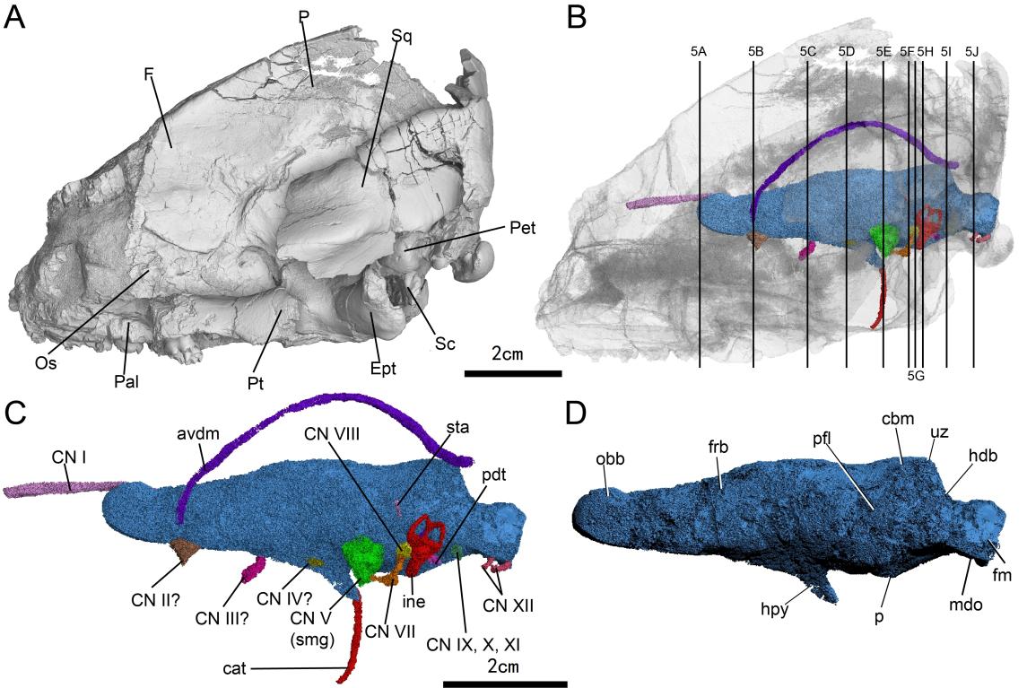 似卞氏獸未定種（16YPDC-01）的顱骨及顱內結構左側視圖。重慶古生物研究院供圖