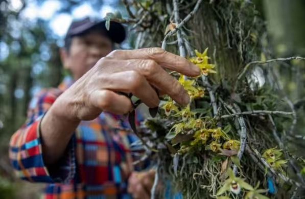 村民在石斛林忙碌。劉紀湄攝