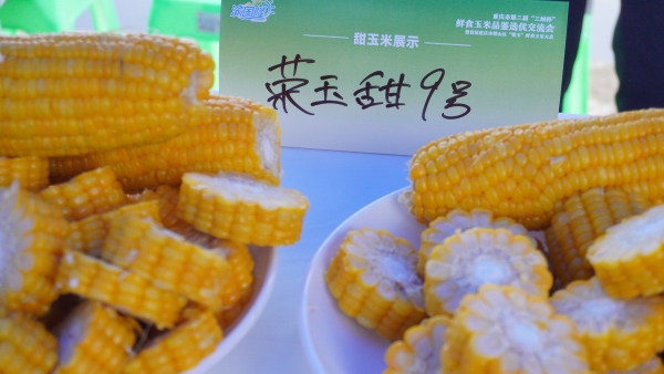 展示的香甜玉米。蘇慶攝