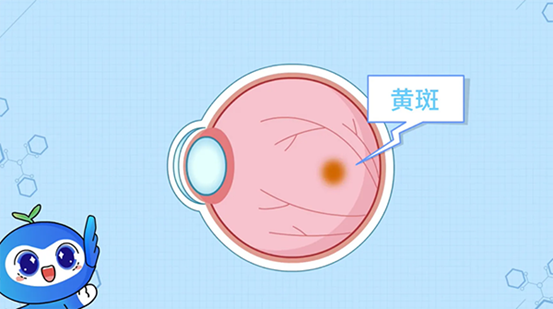黃斑的表現。重慶南坪愛爾眼科醫院供圖