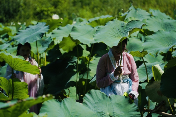 游客行走在荷田。景區供圖
