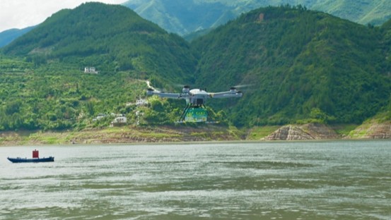 無人機助力脆李過江。王先平攝