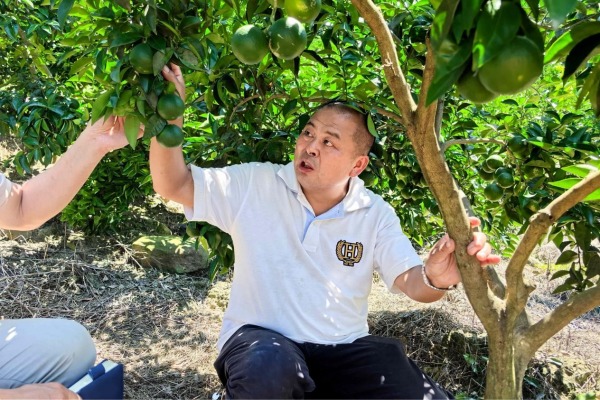 喻強正在察看枳殼掛果情況。楊晨攝