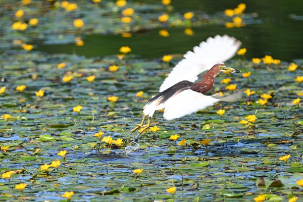池鷺撥水弄荇菜。余先懷攝