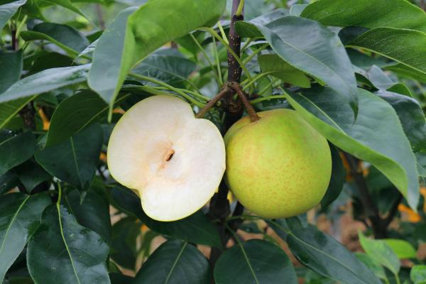 黃翠梨。雙河口鎮供圖