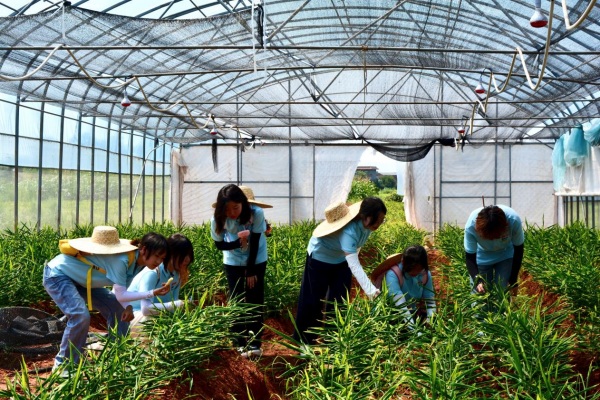 實踐團成員實地調研生姜的生長情況。潘雯攝