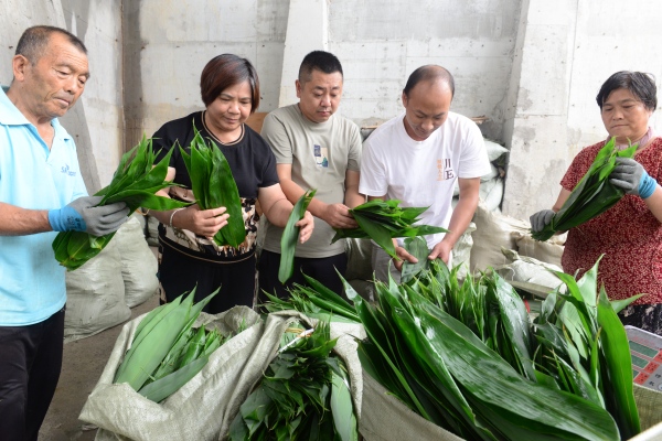 收獲麻竹葉。蔡昌懷攝