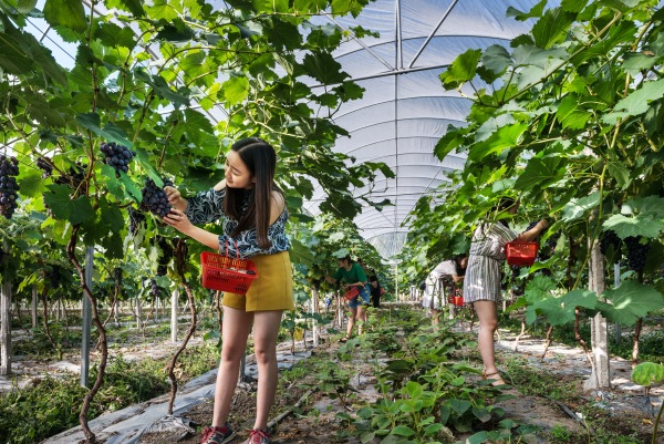 北屏四季果園。北屏鎮供圖