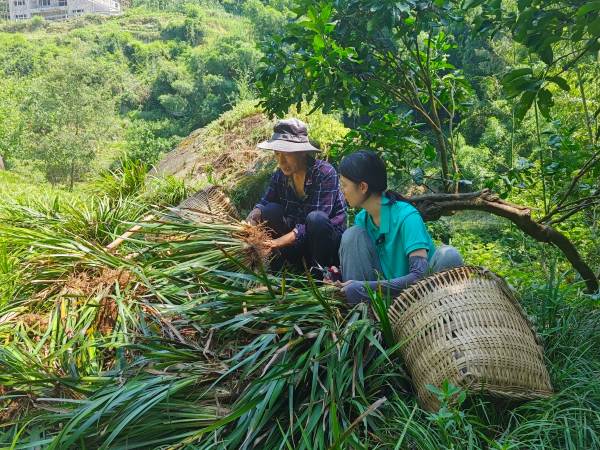 種植戶收獲石菖蒲。柏家鎮供圖