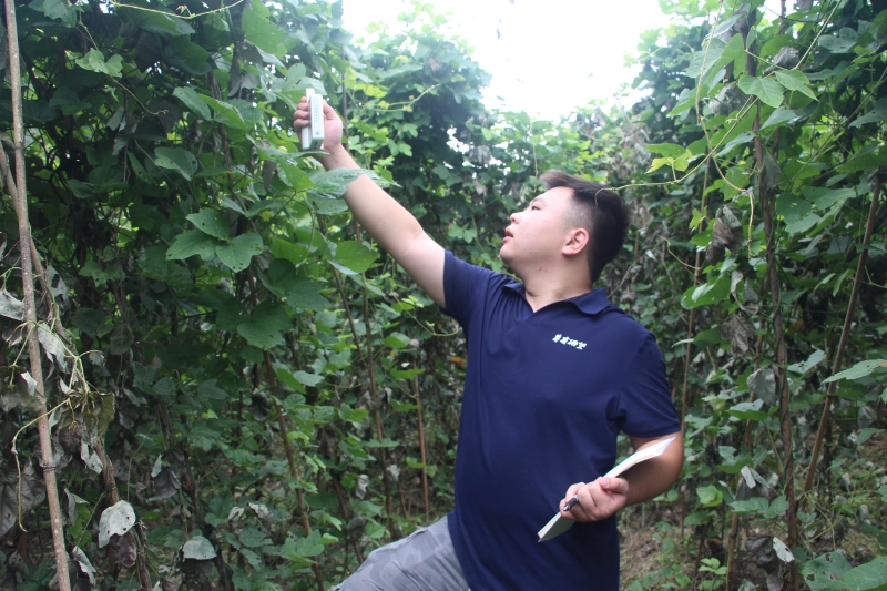 團隊成員測試葛根葉片光合速率和葉綠素含量。重慶工程職業技術學院供圖