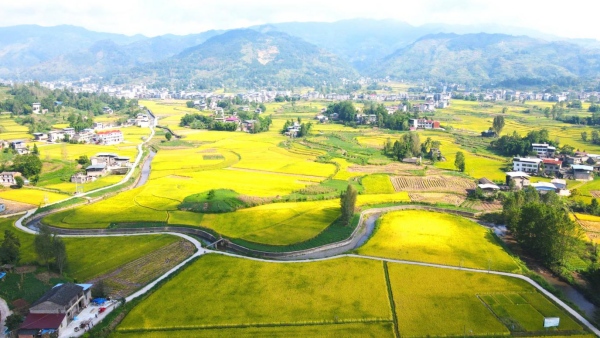 云陽縣路陽鎮萬畝稻田。云陽縣委改革辦供圖