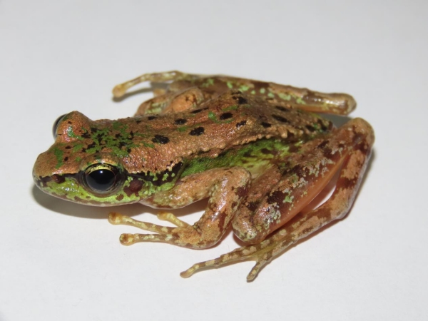 棘皮湍蛙。五里坡國家級自然保護區供圖