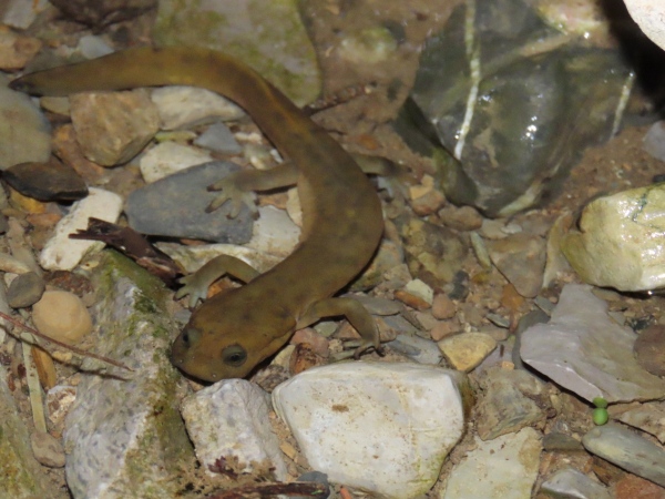 巫山巴鯢。五里坡國家級自然保護區供圖