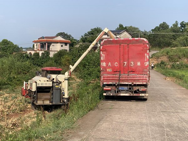 收割機將玉米轉入運輸車?！按宕逋惫﹫D