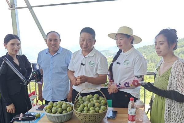 網格長黃琴正和直播團隊在木甫村青脆李園開展助農直播。龍角鎮供圖