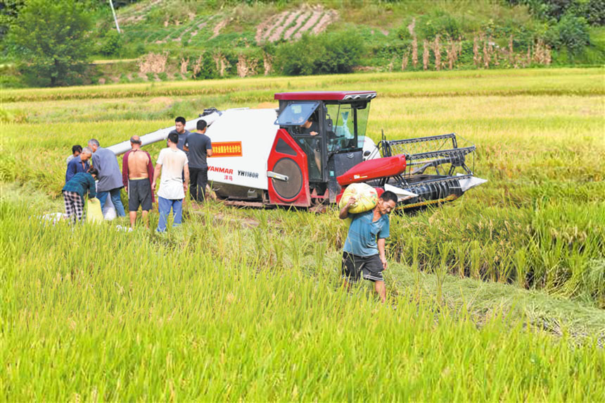 巴南區接龍鎮馬路村，村民收割稻谷。特約攝影 李攀/視覺重慶