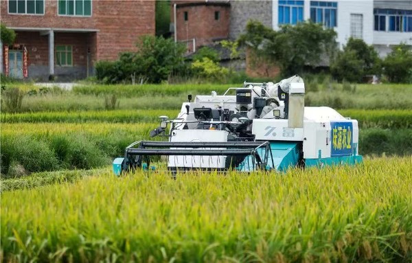 無人駕駛收割機在收割水稻。熊偉攝