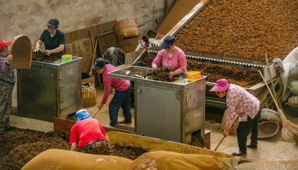 工人正在分揀黃連。石柱縣委宣傳部供圖