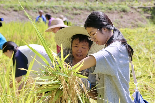 游客體驗稻谷收割。景區供圖