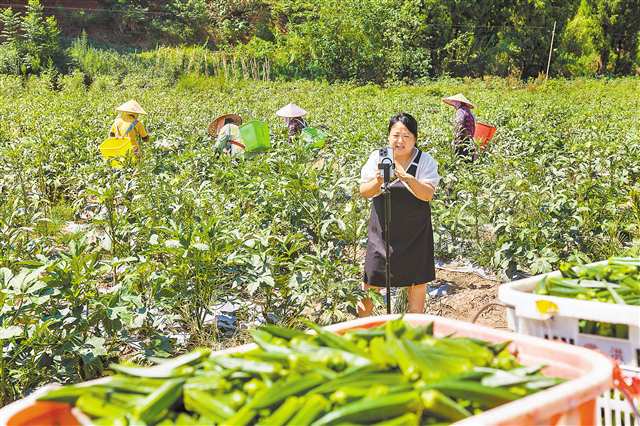 8月19日，大足區回龍鎮幸福村，村民正在秋葵地中直播帶貨。通訊員 瞿波 攝/視覺重慶