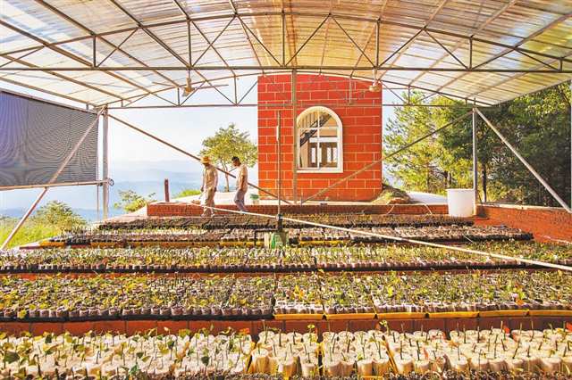 國家木姜子良種基地苗圃里培育了7000余株木姜子扦插苗。