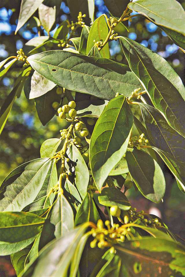 8月18日，萬州區新田鎮西村廣成山，長勢良好的木姜子樹。（本版圖片均由記者尹詩語攝）
