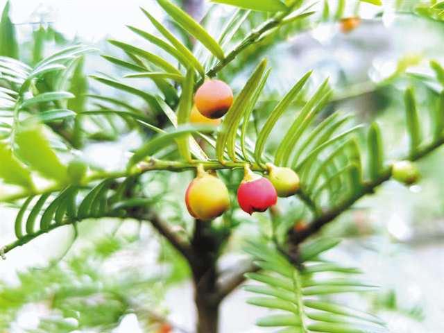 紅豆杉。重慶三峽融媒體中心記者 黃玉保 通訊員 范聲英