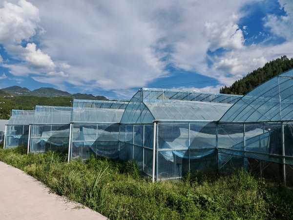 起陽村蔬菜大棚。平河鄉供圖