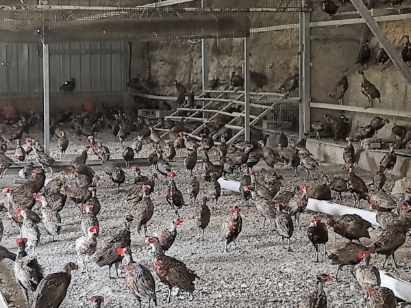 七彩山雞養殖。蔣海濤攝