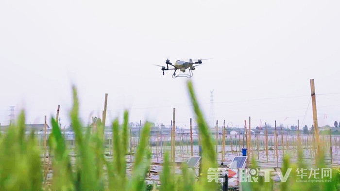 農用無人機。第1眼TV-華龍網記者 陳洋 攝