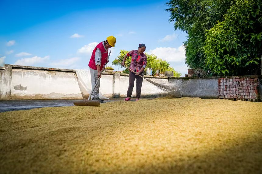 電力人員和村民一起曬谷子。國網永川供電公司供圖