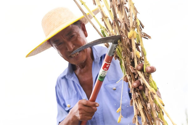 農民正在進行芝麻脫粒。主辦方供圖