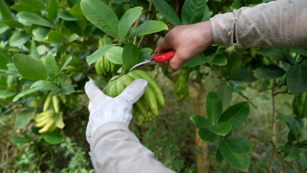 佛手產業鋪就村民致富路。大足區融媒體中心供圖