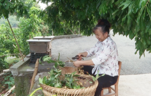 果農在處理龍眼。陳和攝