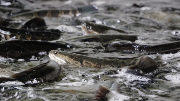 基地養殖的烏魚。銅梁區融媒體中心供圖