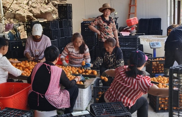 村民在挑選沃柑進行裝箱。受訪者供圖