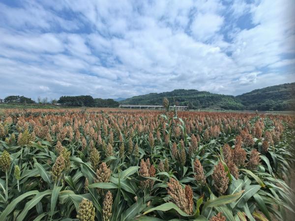 紅高粱豐收。麻柳嘴鎮供圖
