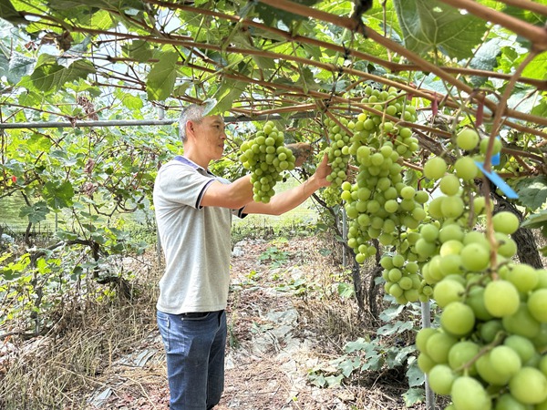 陳春林為葡萄修剪梳果。莢天宇攝