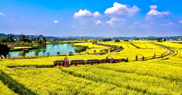 潼南油菜花海。潼南區文化旅游委供圖